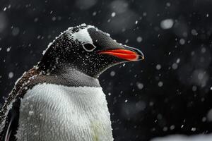 A penguin is standing in the snow photo