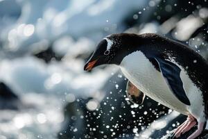 A penguin standing on the rocks with water splashing photo