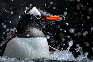 A penguin is standing in the water with raindrops on it photo