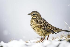 A bird standing on a snowy ground with snow on it photo