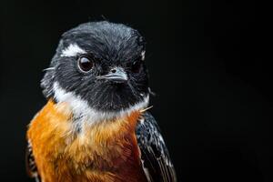 A close up of a bird with a black head photo