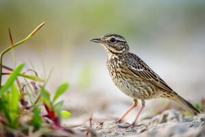 A small bird standing on the ground near grass photo