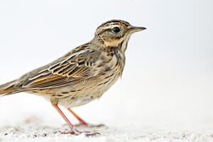 A small bird standing on a white surface photo