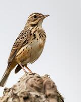 A small bird is perched on a tree branch photo