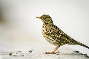A small bird standing on a concrete surface photo