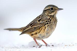 A small bird standing on the snow photo