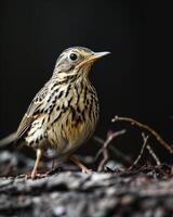 A small bird is standing on a branch photo