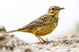 A small bird is standing on a rock photo
