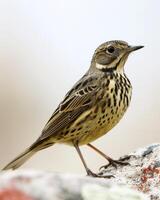 A small bird is standing on a rock photo