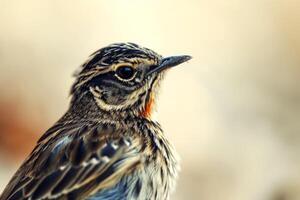 A small bird with a red beak and black feathers photo