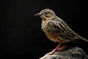 A small bird is standing on a rock photo