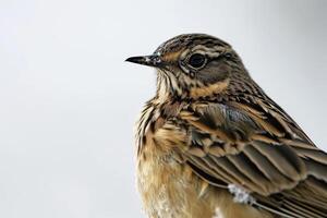 A bird with a black and brown head photo
