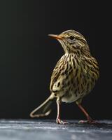 A small bird standing on a black surface photo