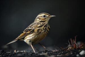 A small bird standing on a black ground photo