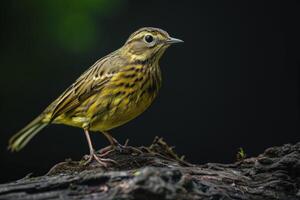 A small bird is standing on a tree branch photo
