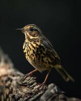 A small bird is sitting on a branch photo