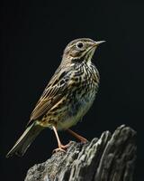A small bird is standing on a piece of wood photo