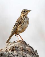A small bird is standing on top of a tree photo