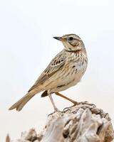 A small bird is standing on top of a rock photo