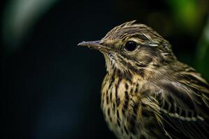 A small bird with a black beak photo