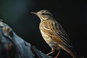A bird is sitting on a branch with dark background photo