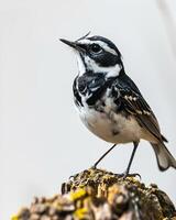A black and white bird is standing on a tree stump photo