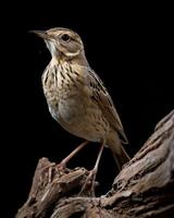 A bird is standing on a branch photo