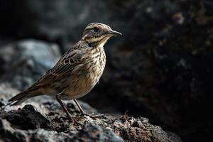 A small bird is standing on a rock photo