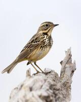 A small bird is sitting on a branch photo
