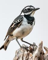A black and white bird is standing on a tree stump photo
