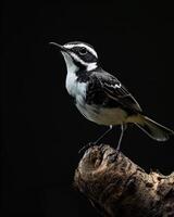 A small bird is perched on a branch photo