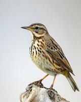 A bird is standing on a branch photo
