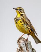 A yellow bird is sitting on a tree stump photo