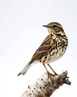 A small bird is sitting on a branch photo