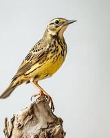 A yellow bird is standing on top of a tree stump photo