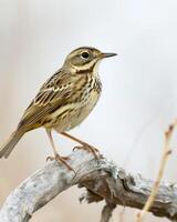 A small bird is sitting on a branch photo