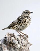 A small bird is standing on a tree branch photo