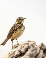 A small bird is standing on a branch photo
