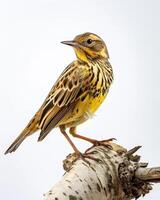 A yellow bird is sitting on a branch photo