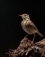 A small bird is standing on a piece of wood photo