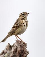 A small bird is standing on a branch photo