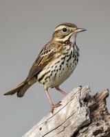 A small bird is standing on a piece of wood photo