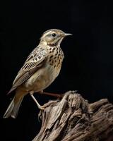 A bird is sitting on a piece of wood photo