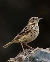 A small bird is standing on a rock photo