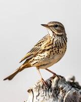 A small bird is sitting on a tree branch photo