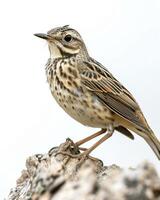 A bird is standing on a rock photo