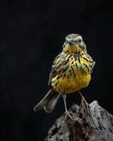 A yellow bird sitting on top of a tree stump photo
