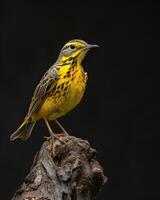 A yellow bird is perched on a tree branch photo