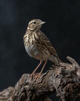 A bird is sitting on a branch photo