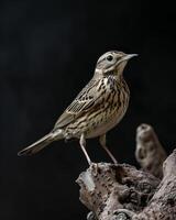 A small bird is standing on a branch photo